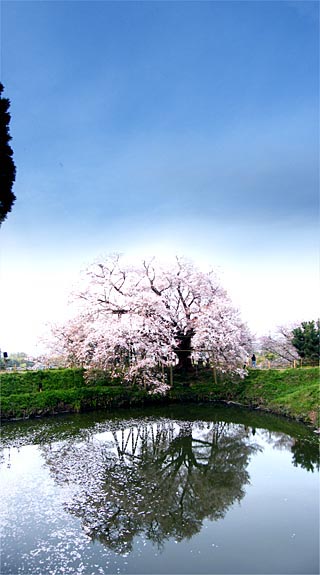 浅井の一本桜