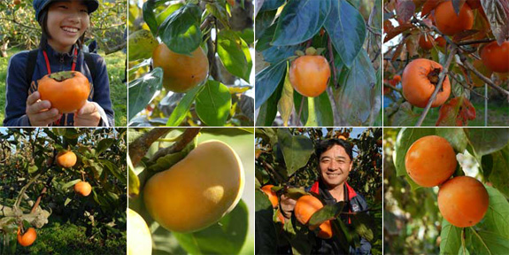 田主丸柿狩り