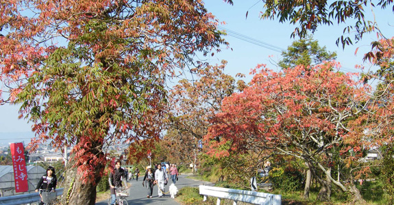 柳坂曽根の櫨並木