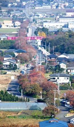 柳坂曽根の櫨並木