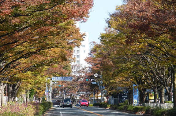 ケヤキ並木